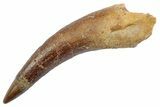 Fossil Plesiosaur (Zarafasaura) Tooth - Morocco #370251-1